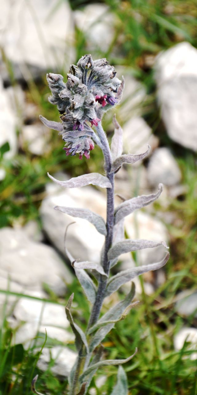 Cynoglossum magellense / Lingua di cane della Majella